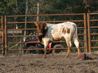 Competition Bucking Bull stock elimination Alberta Canada using bucking dummy for practice