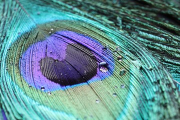 Beautiful bright peacock feather with water drops as background, macro view