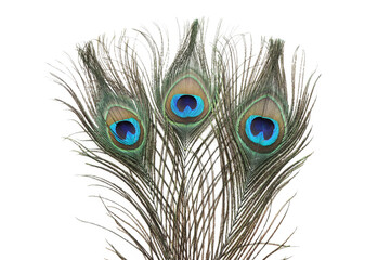 Fototapeta premium Three beautiful peacock feathers isolated on white