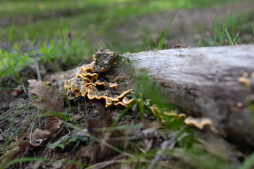 Fototapeta premium Mushrooms on a tree in autumn.