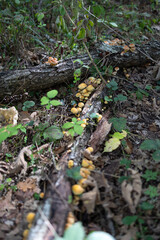Fototapeta premium Mushrooms growing in the forest.