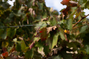 A spider in a vineyard.