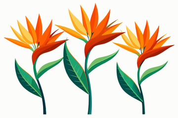 vertical orange bird of paradise flower on a white background