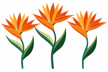 vertical orange bird of paradise flower on a white background