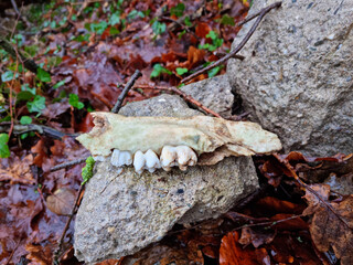 Kieferknochen eines Rehs auf einem Stein auf dem Waldboden im Dezember 2023. Jawbone of a deer on a stone on the forest floor in December 2023. NRW.