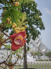 Temple blanc Wat Rong Khun de Chang Raï en Thaïlande