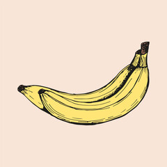 Banana tropical fruit sketch outline illustration. Simple doodle drawing in engraving style. Hand drawn vector line art clipart isolated on beige background