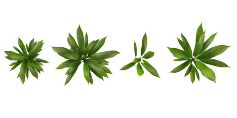 Collection of Curculigo plants on transparent background from the top view