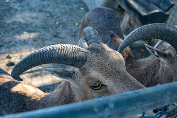 Maned Ram. Zoo, nature autumn. Sunny day.