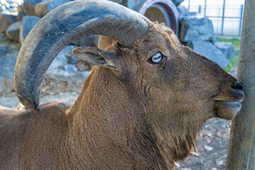 Maned Ram. Zoo, nature autumn. Sunny day.