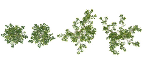 Fototapeta premium collection of olive trees isolated on white background from top view