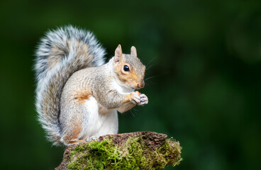 Portrait of a grey squirrel eating nuts on a mossy tree stump in autumn