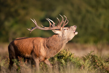 Portrait of a red deer stag calling during the rut in autumn