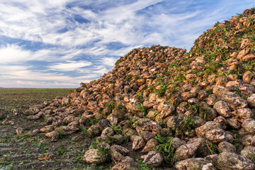 Big pile of sugar beet harvest in the field