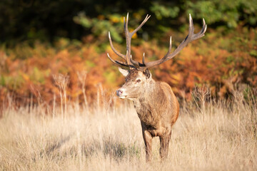 Portrait of a red deer stag standing in grass during the rut in autumn