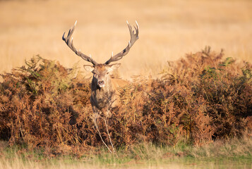 Red deer stag standing in grass during the rut in autumn