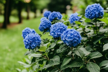 A cluster of hydrangeas in peak bloom, highlighting petal textures with a gentle, blurred background.