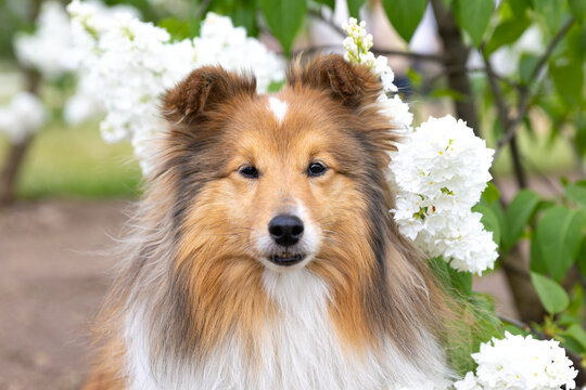 Cute, fluffy sable white shetland sheepdog, little sheltie sitting outside on summer time in blooming white lilac. Fur small collie, little lassie dog smiling on summer day in the park