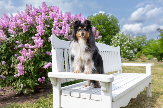 Cute, fluffy sable white shetland sheepdog, little sheltie sitting outside on summer time on the white bench with background of blooming violet lilac flowers. Fur small collie, little lassie dog 