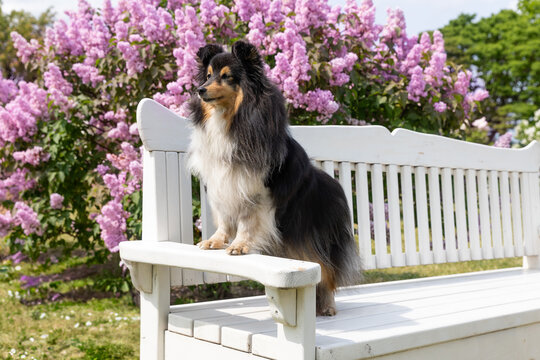 Cute, fluffy sable white shetland sheepdog, little sheltie sitting outside on summer time on the white bench with background of blooming violet lilac flowers. Fur small collie, little lassie dog 