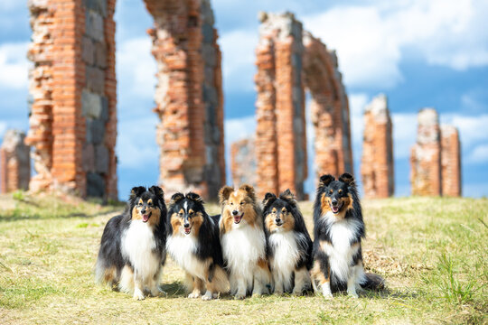 Five beautiful smart purebred Shetland sheepdogs, Sheltie against the background of the ruins of an ancient castle, mansion. Fluffy black and white sable red lassie on a warm sunny day with blue sky
