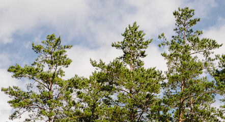 Pine tops against blue sky with white clouds, low angle view, open space at upper left; sunny day.