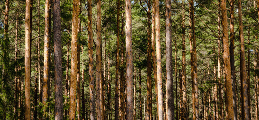Obraz premium Close-up of pine forest tree trunks, background with straight brown trunks, branches with green needles in upper part, sunlit.