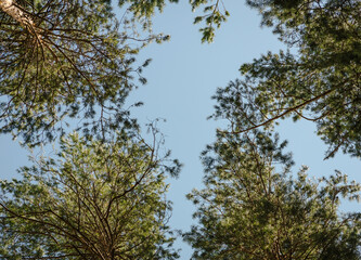 Fototapeta premium Upward view of the tops of four pine trees against a blue sky background.