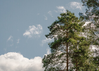 Top of pine tree on blue sky background with white clouds, low angle view, open space on left.