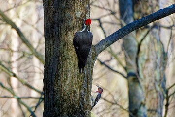 The pileated woodpecker (Dryocopus pileatus) . The pileated woodpecker is a large, mostly black woodpecker native to North America