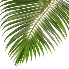 Obraz premium Green coconut palm leaves isolated on white, set