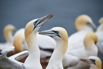 Basstölpel auf Helgoland