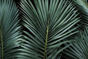 Green coconut palm leaves isolated on white, set