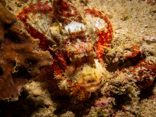 Papuan Scorpionfish, Scorpaenopsis papuensis, found at a coral reef in Puerto Galera, Philippines....