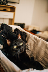 Black cat lying in the laundry basket.