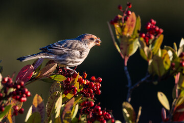 A house finch bird eating red fruits