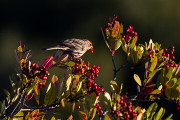 A house finch bird eating red fruits