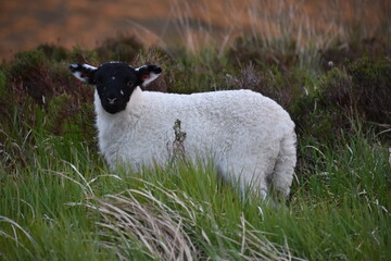 agneau blanc à tête noire dans les hautes herbes 
