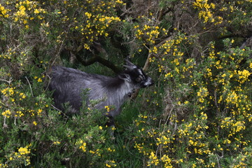 chevreau gris entouré de fleurs jaunes