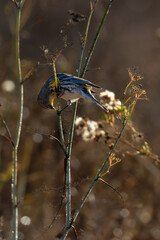 Closeup of a little warbler bird taking tinny insects on a branchh