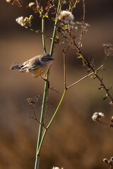 Closeup of a little warbler bird taking tinny insects on a branchh