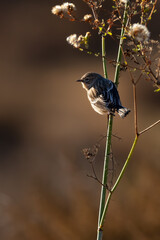 Closeup of a little warbler bird taking tinny insects on a branchh