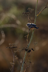 Closeup of a little warbler bird taking tinny insects on a branchh