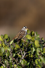 a male bird calls on a tree branch