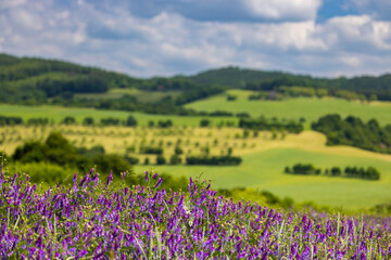 Obraz premium Spring landscape in White Carpathians, Southern Moravia, Czech Republic