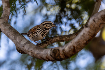 a male bird calls on a tree branch