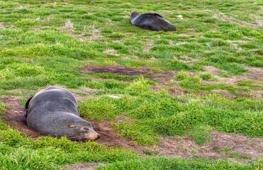 A New Zealand Fur Seal sleeping on the grass pad at Katiki Point. Oamaru, New Zealand