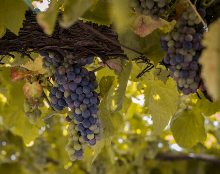 Detalhe de uvas tintas em matura&ccedil;ao a dias 3 semanas de vindimas.