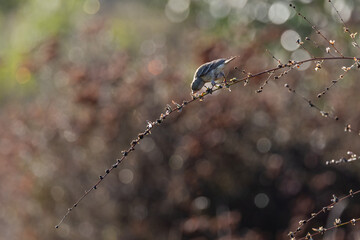 Closeup of a myrtle warbler bird taking litter flower seeds on a thin branch
