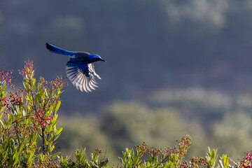 A California Scrub Jay flys with a nut in its mouth